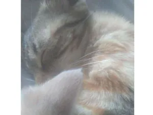 Gato raça Vira lata idade 2 a 6 meses nome sem nome