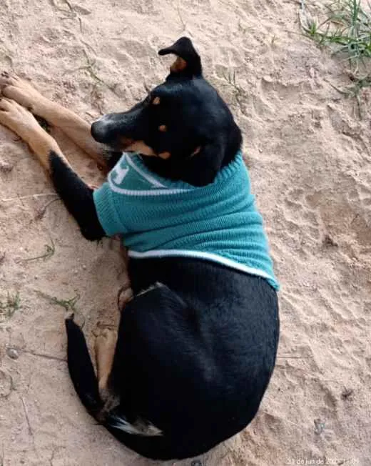 Cachorro ra a Vira lata idade 4 anos nome Luna.