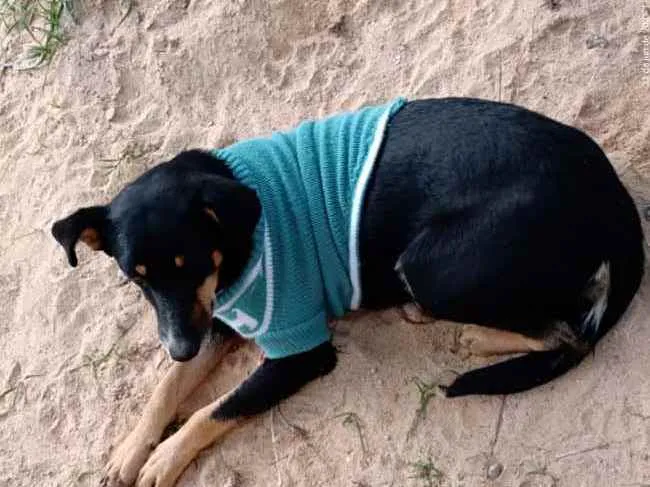 Cachorro ra a Vira lata idade 4 anos nome Luna.