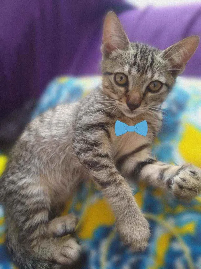 Gato raça SRD  idade 2 a 6 meses nome ADOÇÃO RESPONSÁVEL 