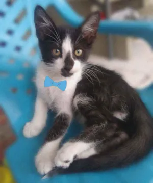 Gato raça SRD  idade 2 a 6 meses nome ADOÇÃO RESPONSÁVEL 