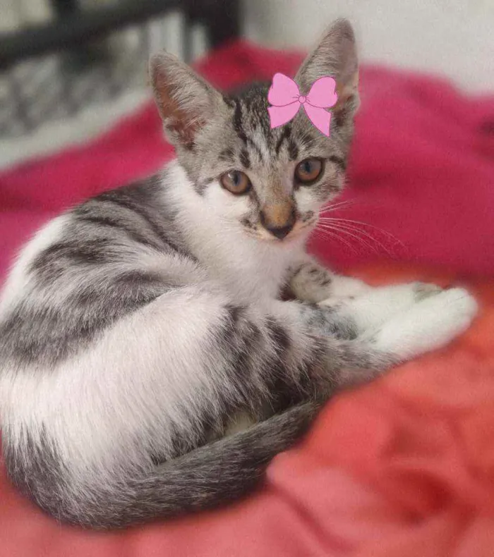 Gato raça SRD  idade 2 a 6 meses nome ADOÇÃO RESPONSÁVEL 