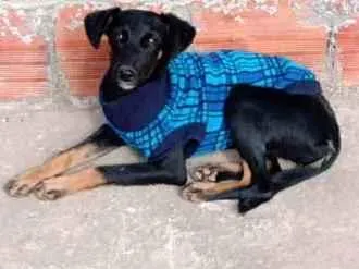 Cachorro ra a Vira lata idade 1 ano nome Meg