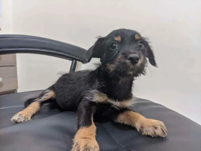 Cachorro ra a Não identificada idade Abaixo de 2 meses nome Sem nome ainda