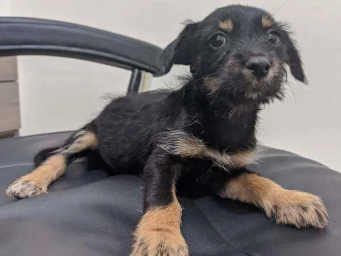 Cachorro ra a Não identificada idade Abaixo de 2 meses nome Sem nome ainda