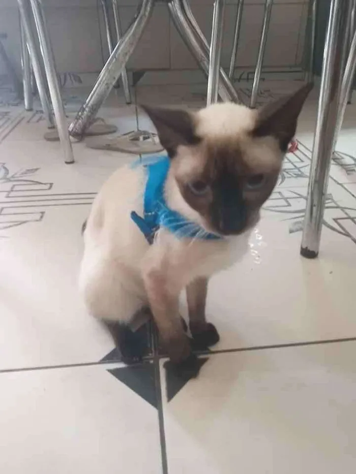 Gato ra a  idade 7 a 11 meses nome Luna