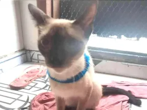 Gato raça  idade 7 a 11 meses nome Luna