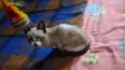 Lola