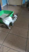 Lola