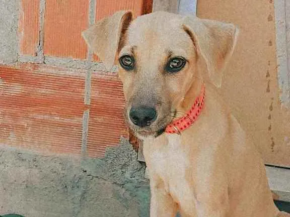 Cachorro ra a Vira lata idade 2 a 6 meses nome Lola