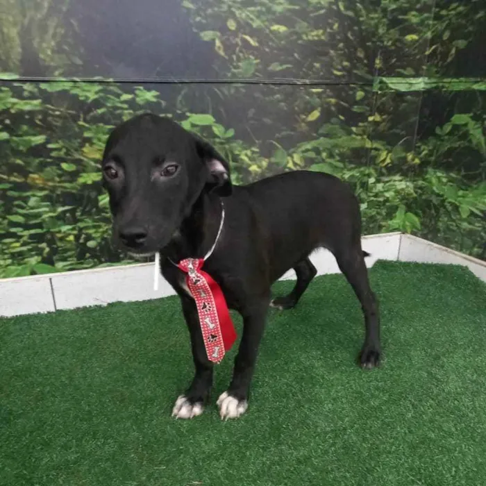 Cachorro raça SRD idade 2 a 6 meses nome Tarê