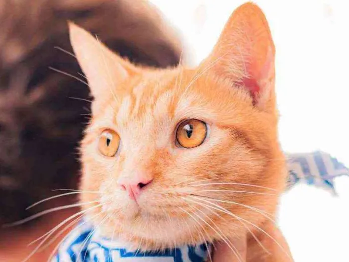 Gato ra a SRD idade 1 ano nome Afonso