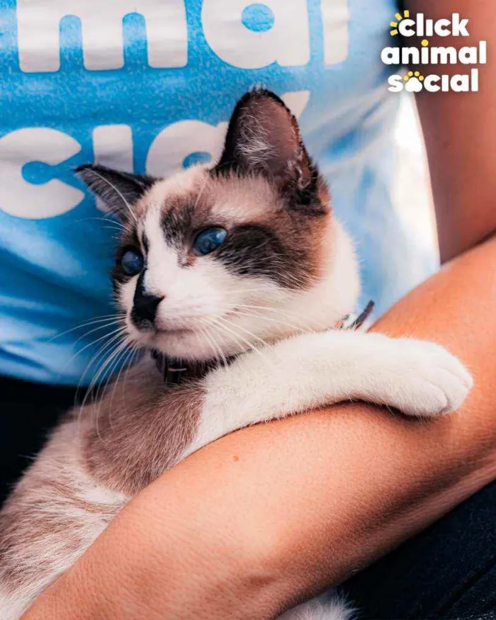 Gato ra a SRD idade 7 a 11 meses nome Julieta