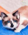 Julieta
