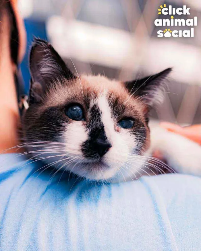 Gato ra a SRD idade 7 a 11 meses nome Julieta