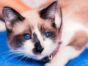 Gato raça SRD idade 7 a 11 meses nome Julieta