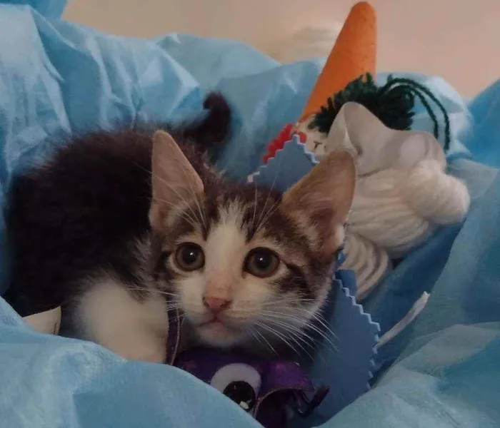 Gato ra a SRD idade 2 a 6 meses nome Lucky