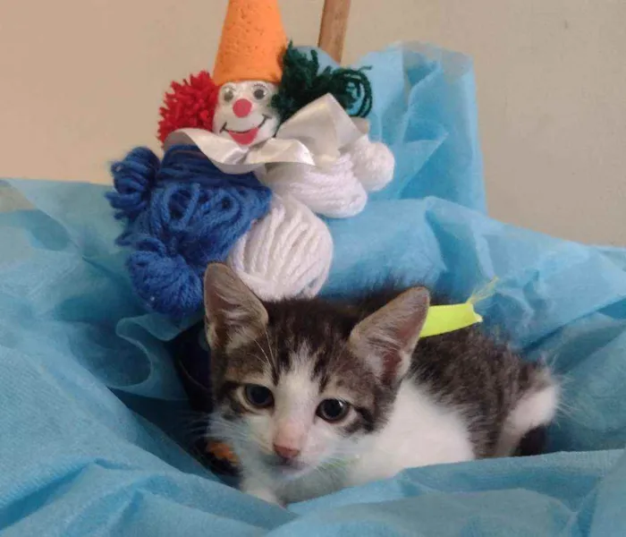 Gato ra a SRD idade 2 a 6 meses nome Lucky