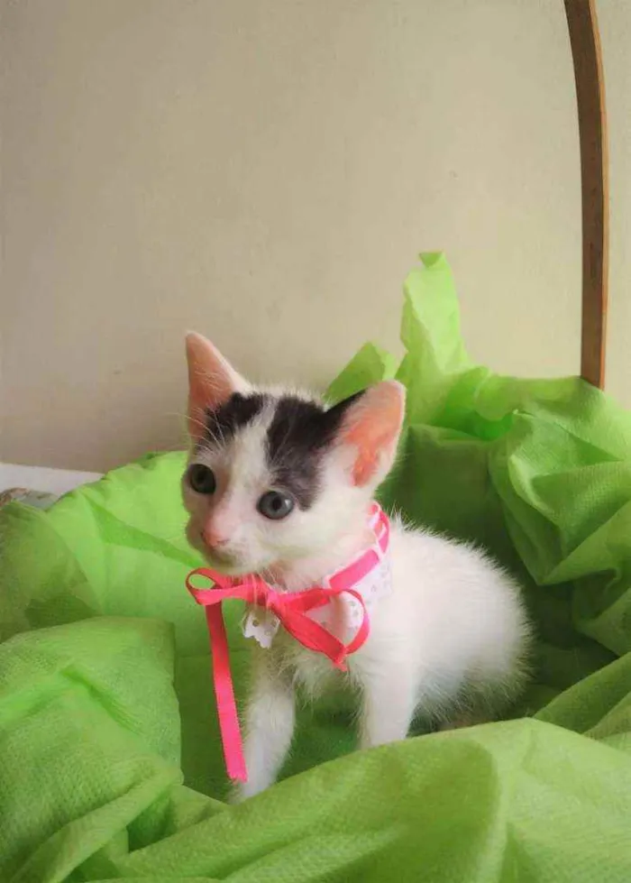 Gato ra a SRD idade 2 a 6 meses nome Luly