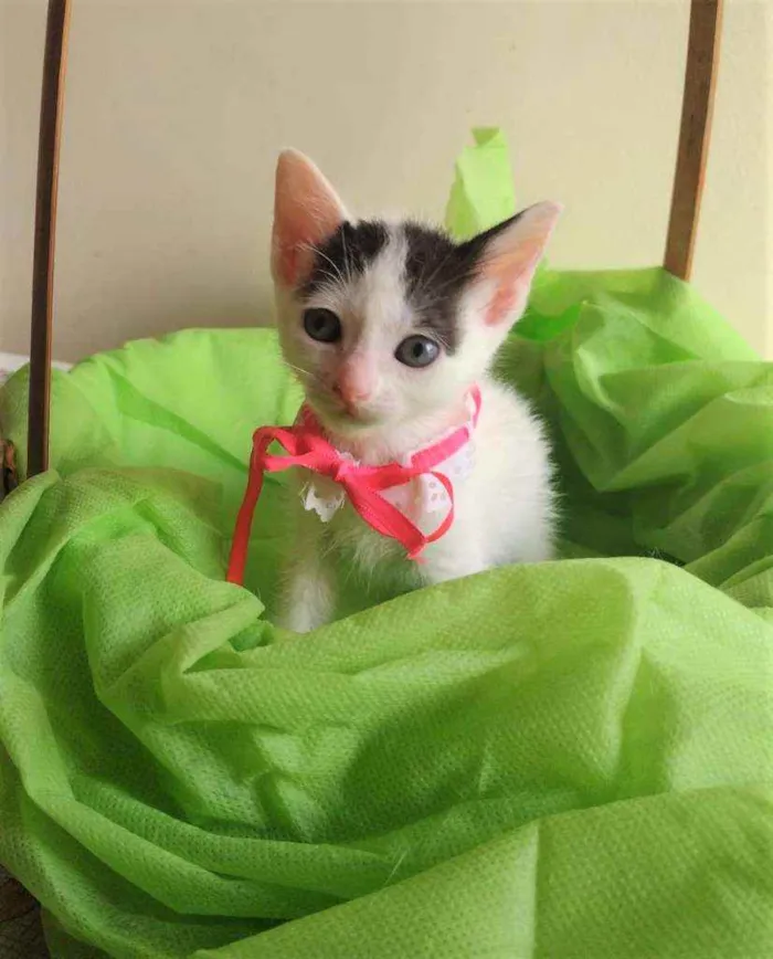 Gato ra a SRD idade 2 a 6 meses nome Luly