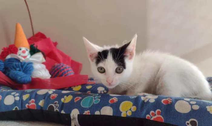 Gato ra a SRD idade 2 a 6 meses nome Luly