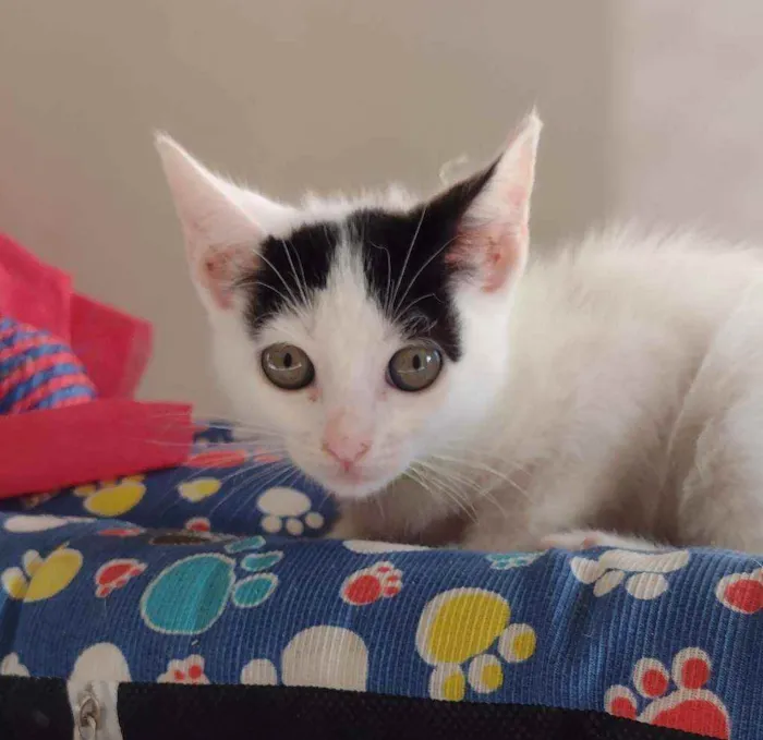 Gato ra a SRD idade 2 a 6 meses nome Luly