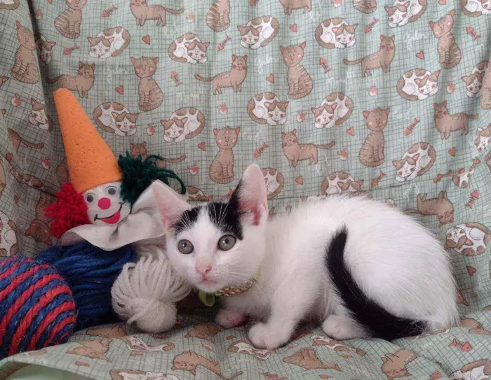 Gato ra a SRD idade 2 a 6 meses nome Luly