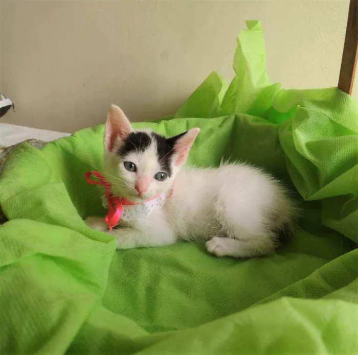 Gato ra a SRD idade 2 a 6 meses nome Luly