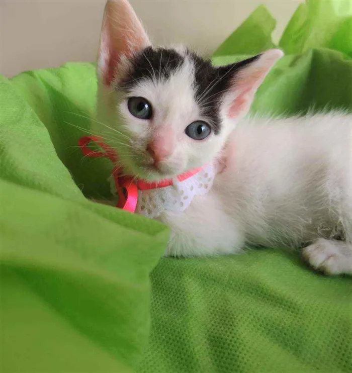 Gato ra a SRD idade 2 a 6 meses nome Luly