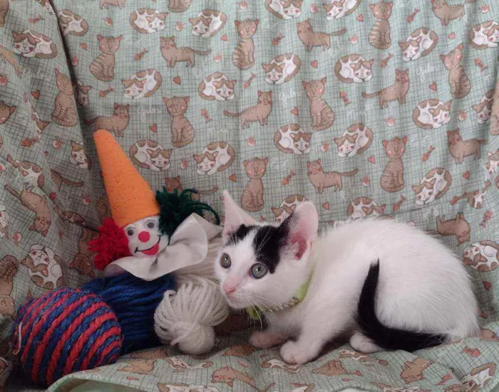 Gato ra a SRD idade 2 a 6 meses nome Luly