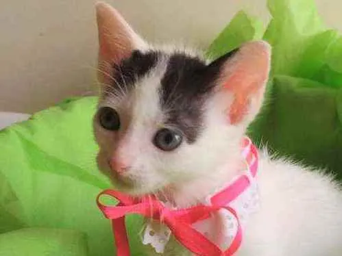 Gato ra a SRD idade 2 a 6 meses nome Luly
