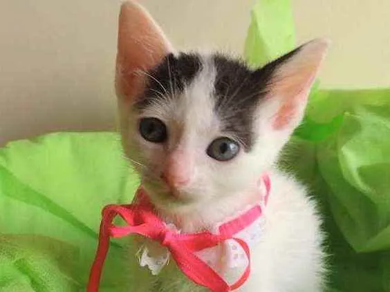 Gato ra a SRD idade 2 a 6 meses nome Luly
