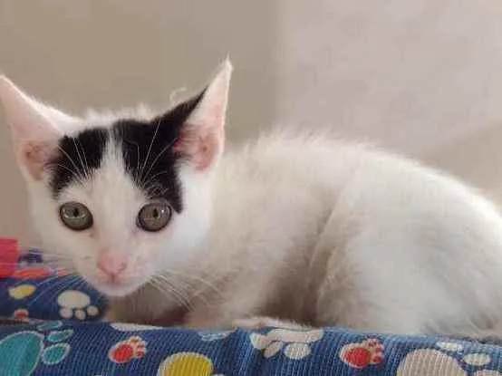 Gato ra a SRD idade 2 a 6 meses nome Luly