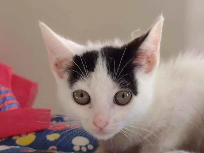 Gato ra a SRD idade 2 a 6 meses nome Luly