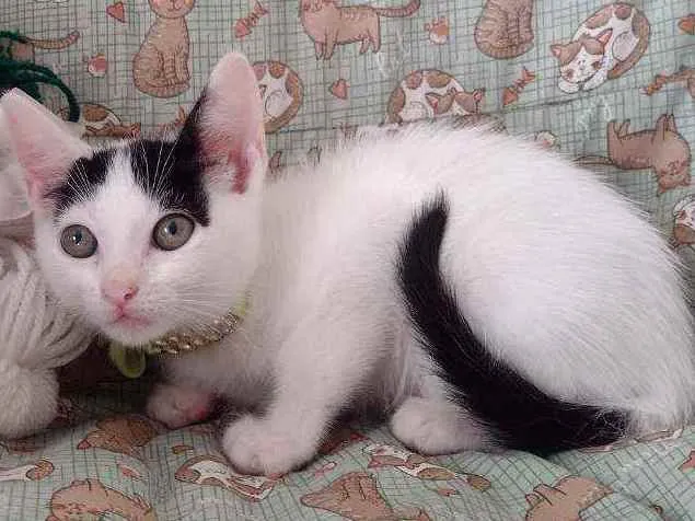 Gato ra a SRD idade 2 a 6 meses nome Luly