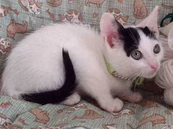 Gato ra a SRD idade 2 a 6 meses nome Luly