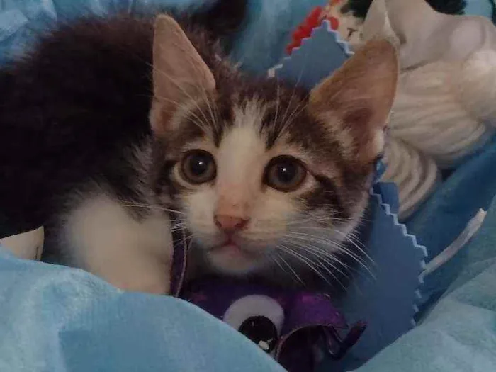 Gato ra a SRD idade 2 a 6 meses nome Lucky
