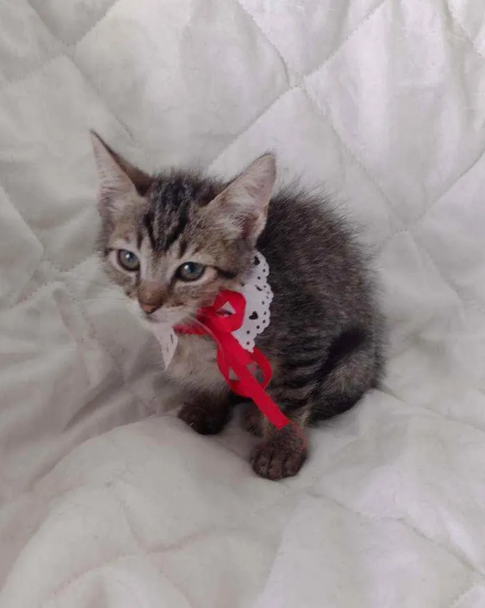 Gato ra a SRD idade 2 a 6 meses nome Leona