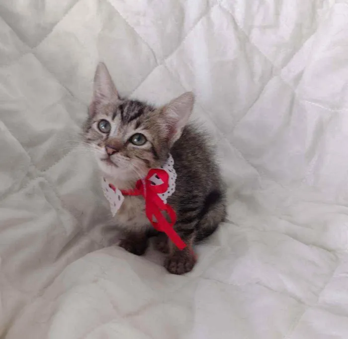 Gato ra a SRD idade 2 a 6 meses nome Leona