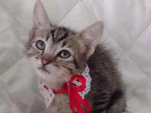 Gato ra a SRD idade 2 a 6 meses nome Leona