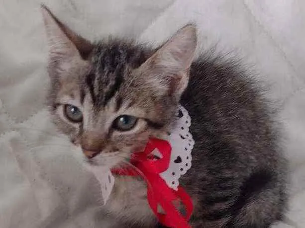 Gato ra a SRD idade 2 a 6 meses nome Leona