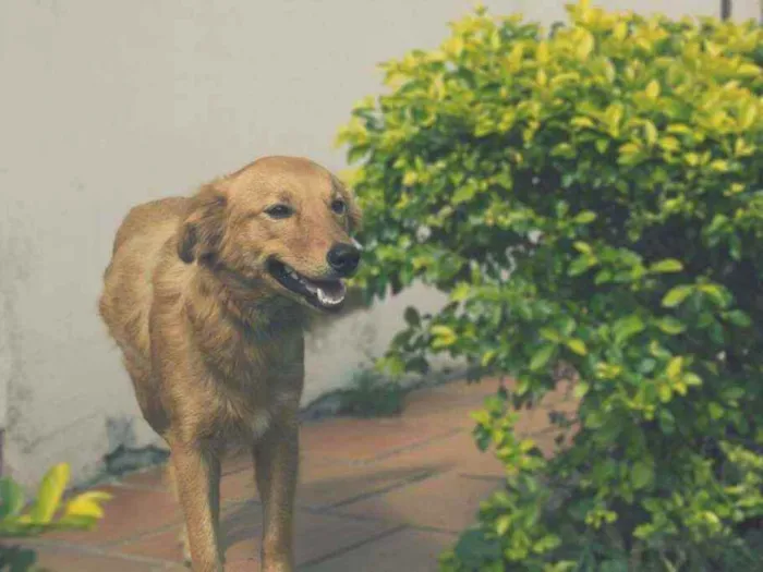 Cachorro ra a SRD idade 6 ou mais anos nome Chiquinha