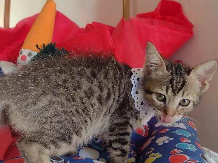Gato ra a SRD idade 2 a 6 meses nome Leona