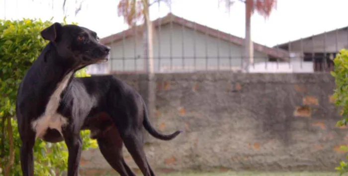 Cachorro ra a SRD idade 6 ou mais anos nome Sheid