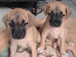 Cachorro raça SRD idade 2 a 6 meses nome Bianca