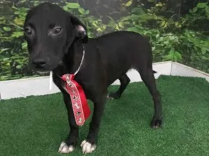 Cachorro raça SRD idade 2 a 6 meses nome Tarê