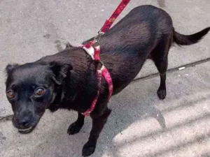 Cachorro raça SRD idade 1 ano nome Ritinha