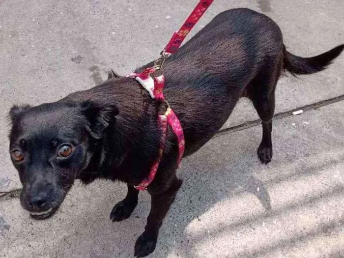 Cachorro raça SRD idade 1 ano nome Ritinha