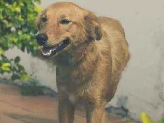 Cachorro ra a SRD idade 6 ou mais anos nome Chiquinha