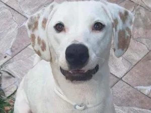 Cachorro raça SRD  idade 2 anos nome Nina
